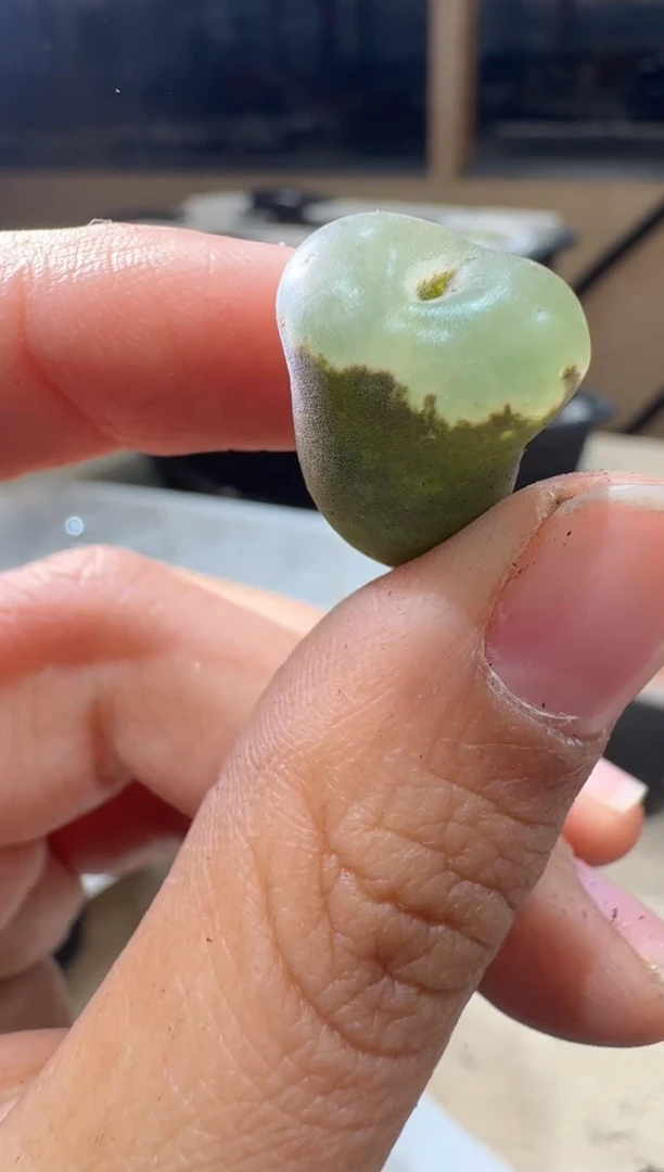 空**?25-188多肉植物肉锥