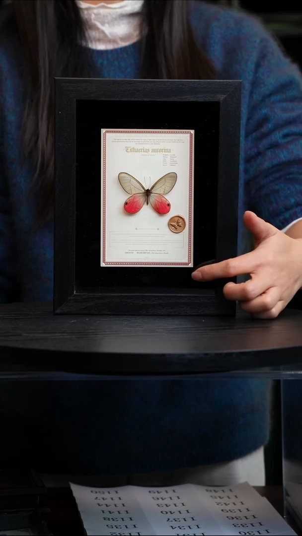 玫瑰绡眼蝶设计款8寸黑框