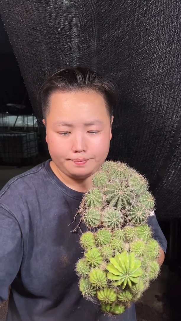 多头彩草 2颗9.99