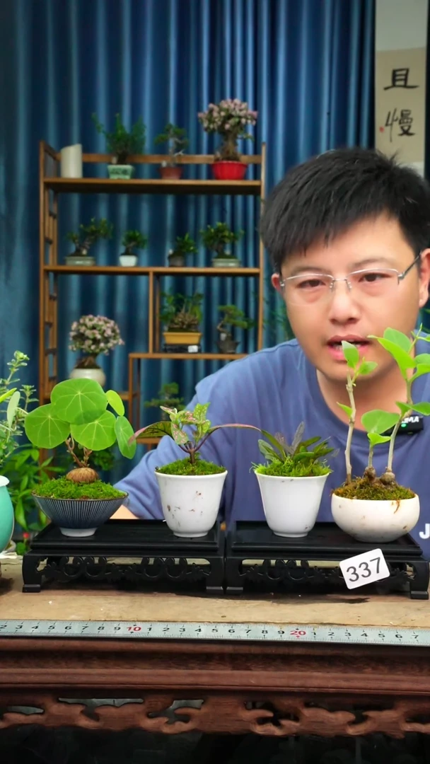 无花朵苔藓微景观337号