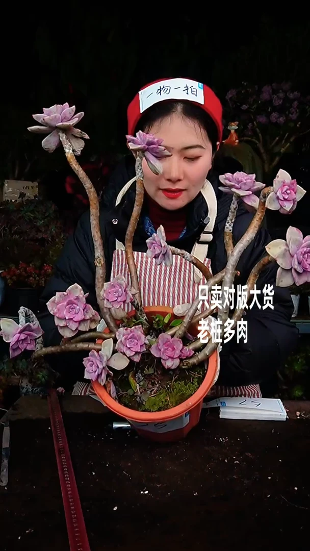 【闪购商品】紫乐55号