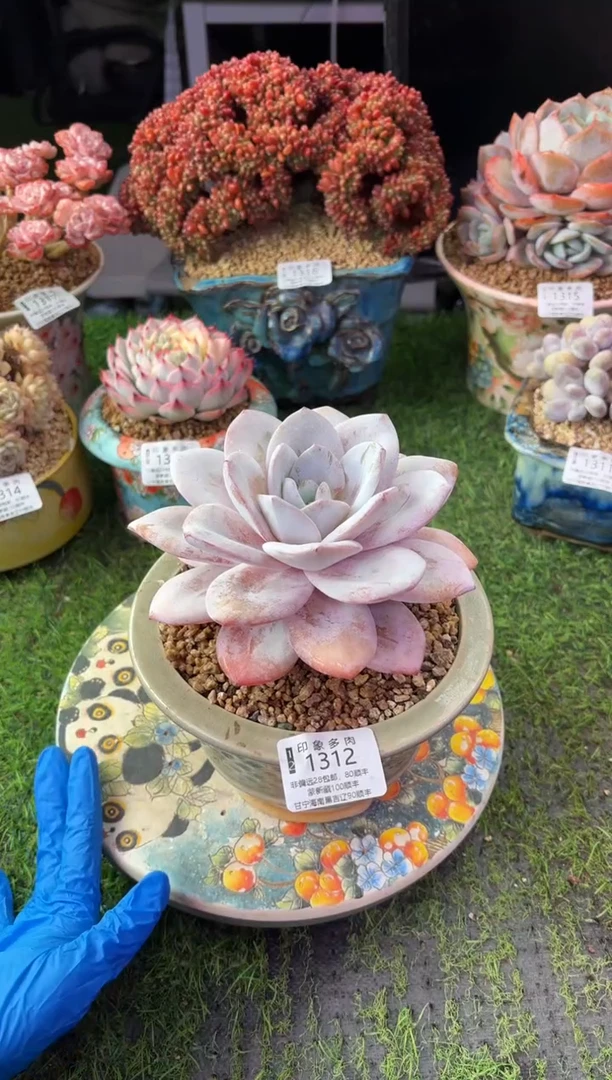 昆明印象多肉1312