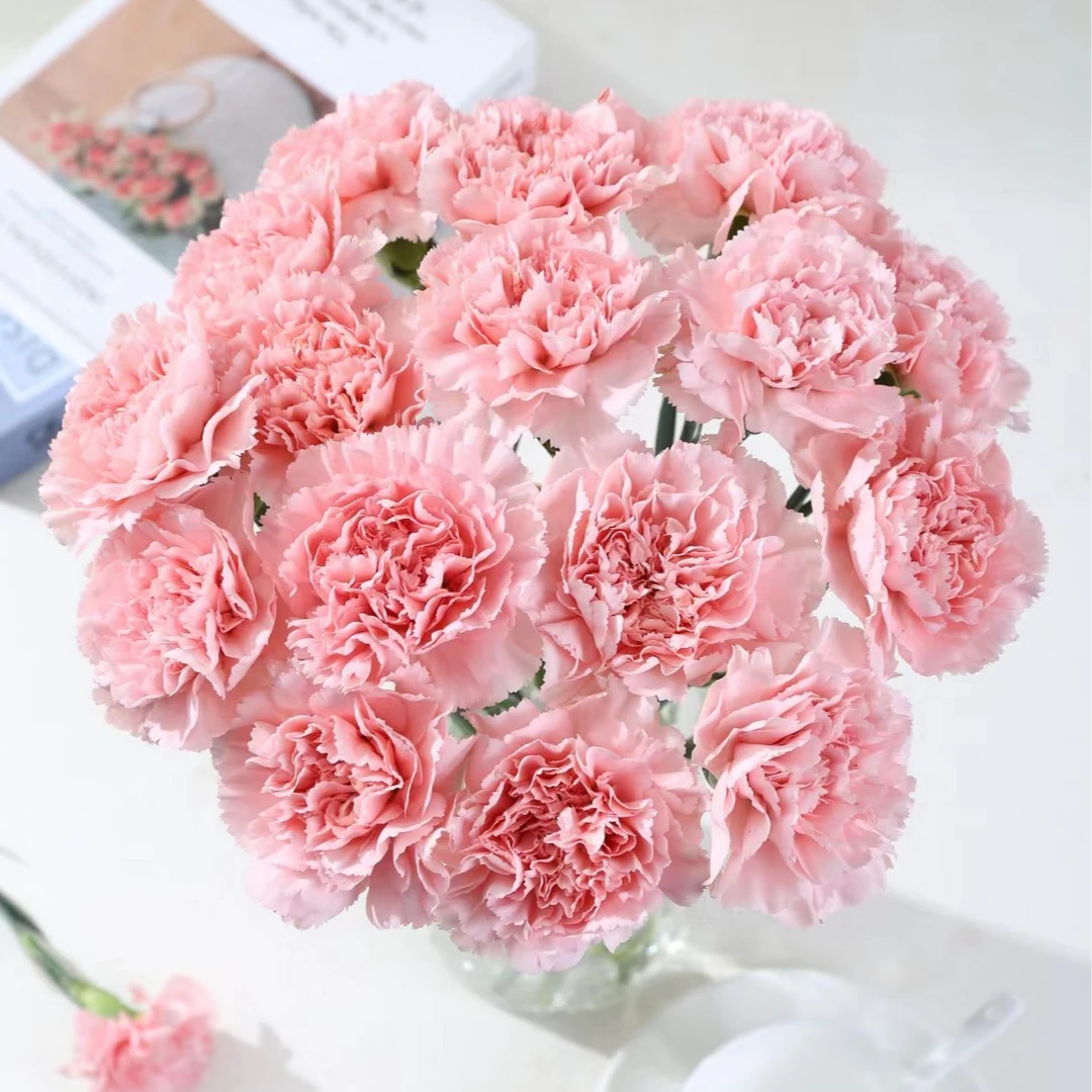 【大聪明卖花】单头粉康乃馨-任意2单鲜花包邮发货后不支持退款