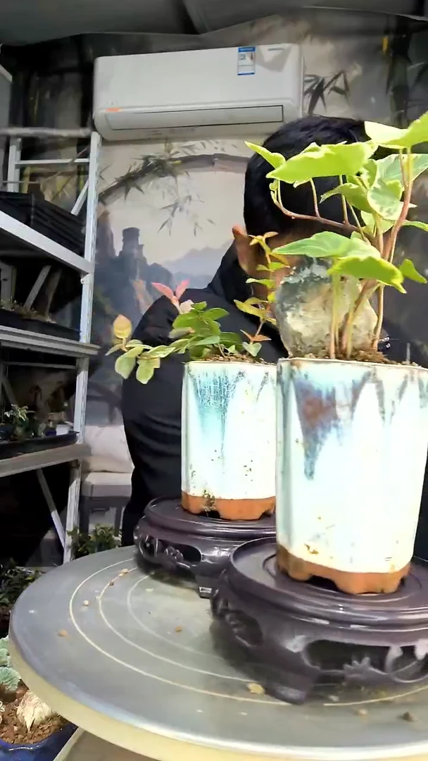 十***?中青园艺一物一拍花150