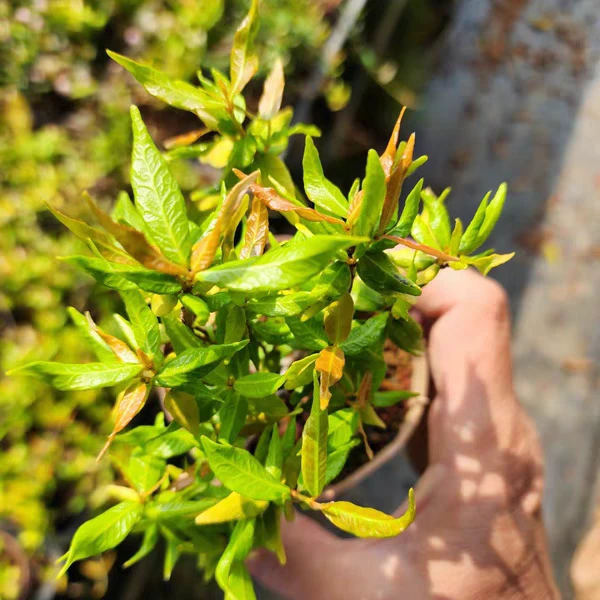 黄金缩缅葛 稀有名贵小叶掌上盆栽 日本山野草小叶络石