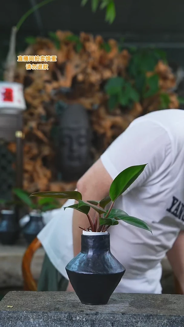 当前无花栽培后可以开花红钻黑色瓷器瓶212+