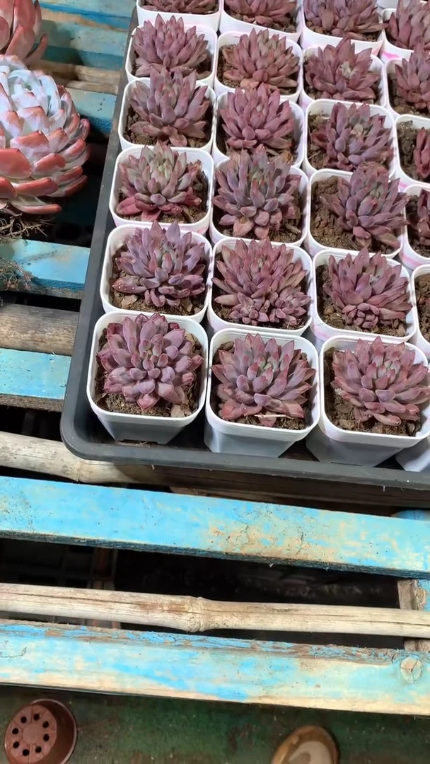 带15土虞美人1颗