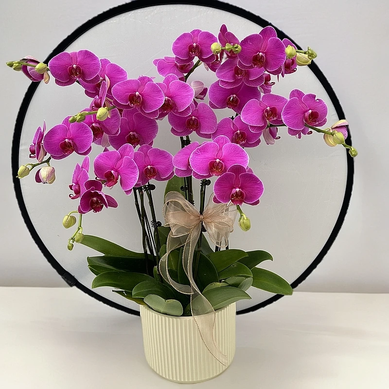 【恭喜发财】高端蝴蝶兰办公室前台客厅绿植观赏花