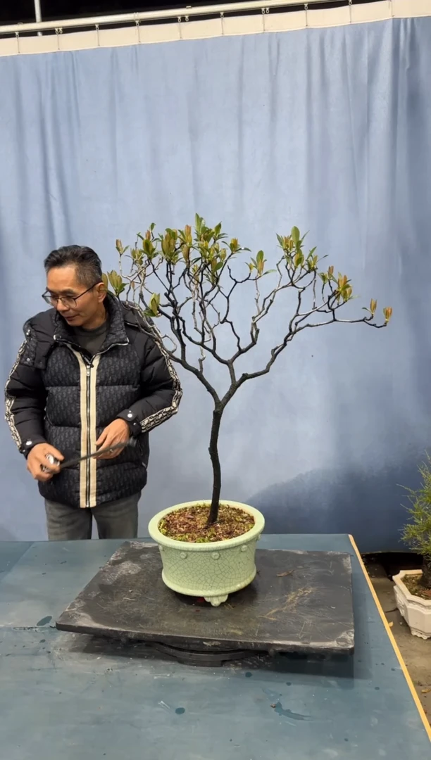 【闪购商品】盆景春花