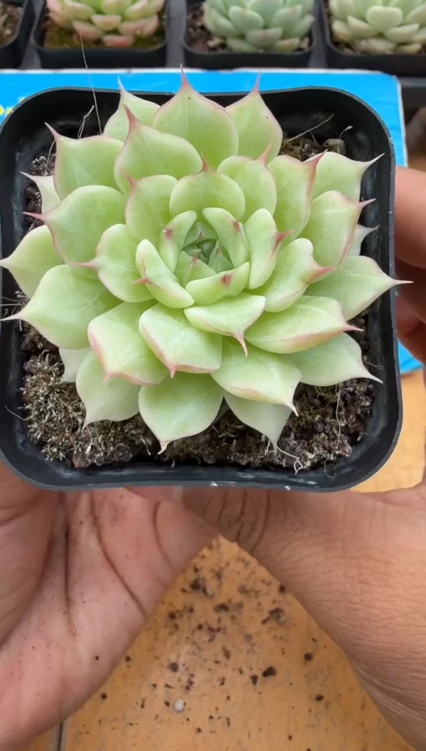 东云多肉园二店-72