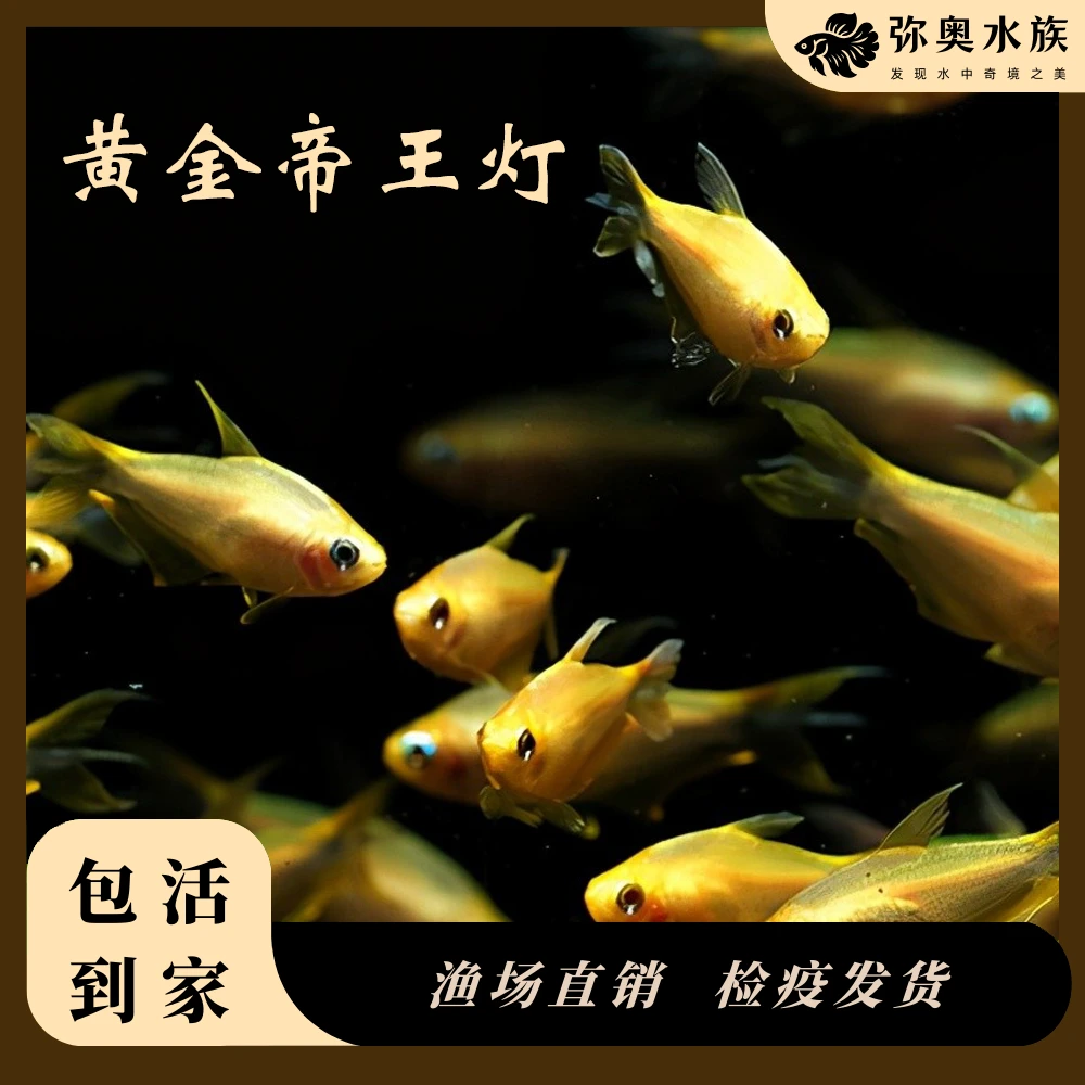 黄金帝王灯/稀有帝王灯/水草缸混养/群游热带淡水观赏/灯科鱼