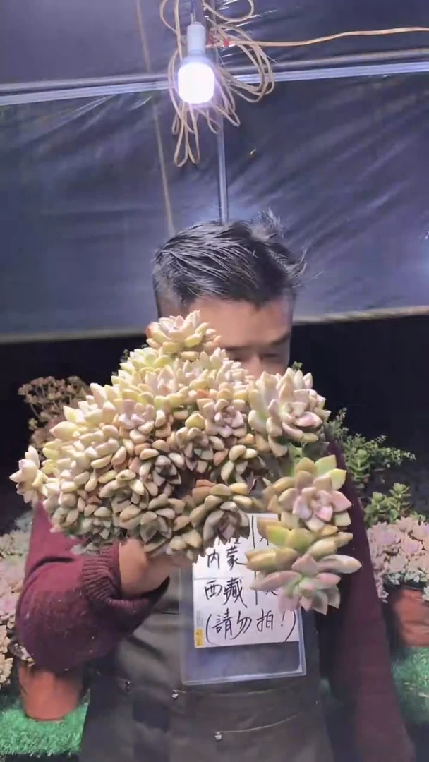 140淡雪缀化一物一拍