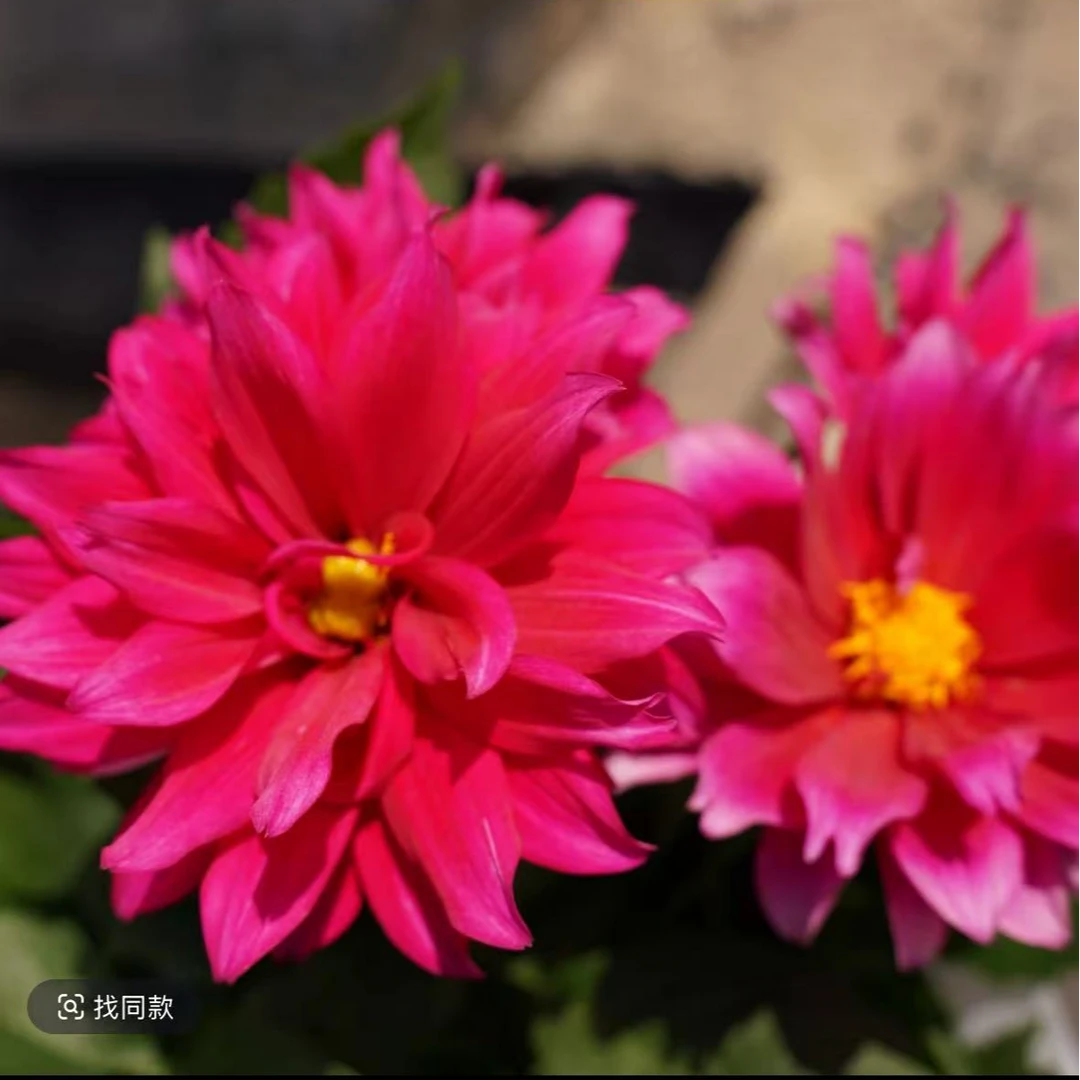 大丽花大花型【玫红色】昆明基地直发好养易成活室内室外盆栽鲜花