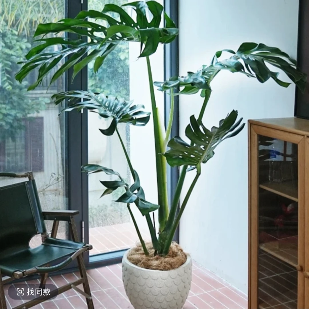 1.5-1.6米大叶开背龟背竹大型客厅绿植净化空气四季常青室内盆栽