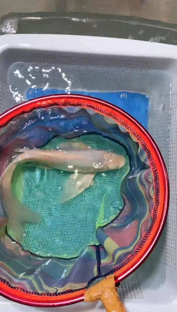 锦鲤锦鲤蝴蝶鲤鱼拍开箱视频包售后