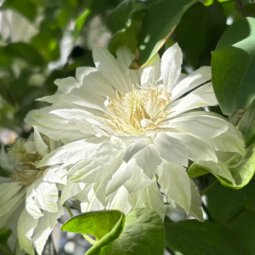蓝坤园艺 铁线莲（雪妆）庭院阳台花卉藤本攀援植物