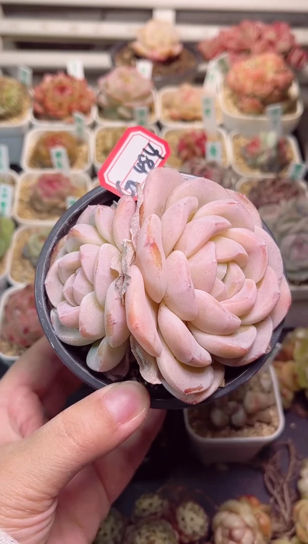 【闪购商品】G484光年一物一拍