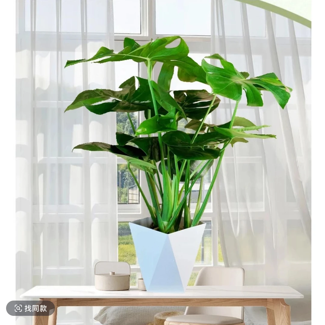 （3株苗带白色盆60厘米左右大叶龟背竹四季常青绿植卧室客厅办公室