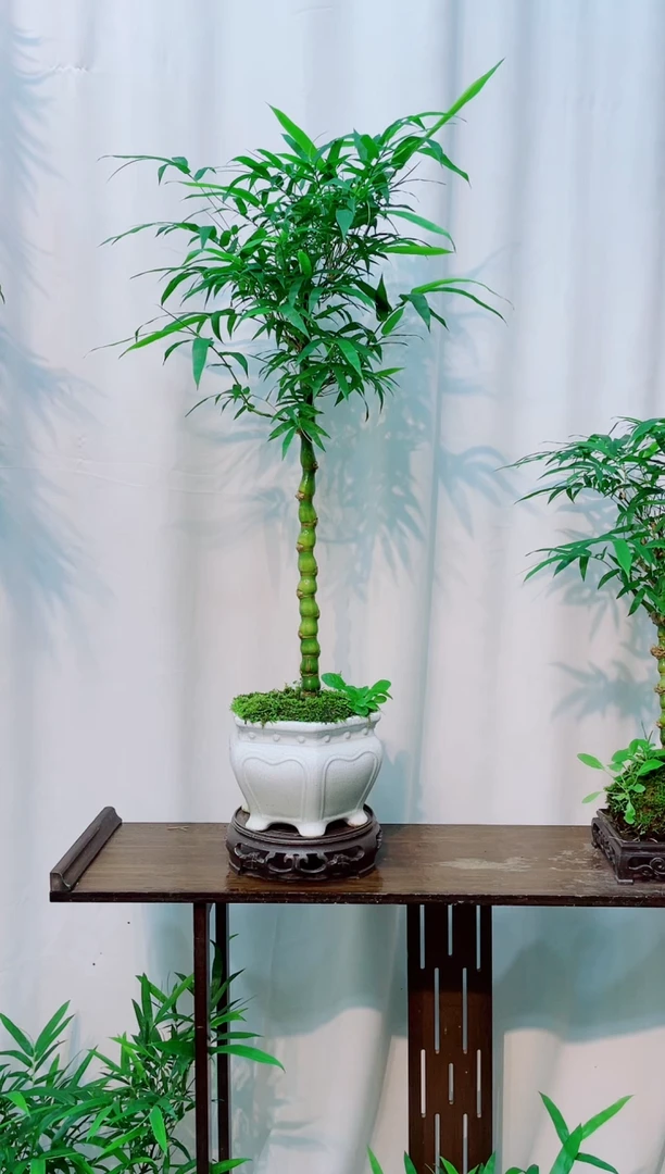 无花朵竹子盆景竹子盆景