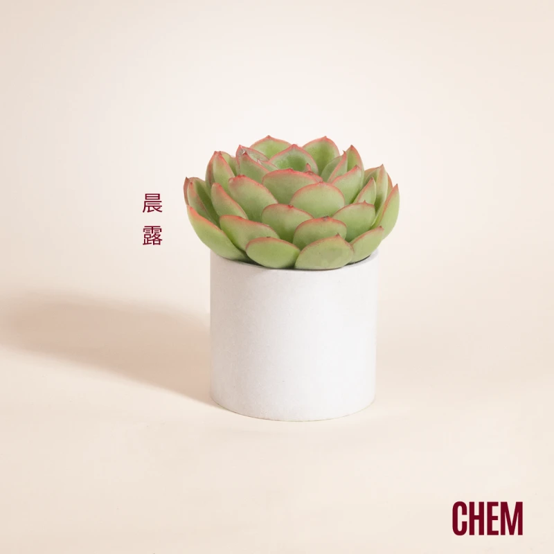 【CHEM】苯巴蒂斯办公室内桌面绿植多肉植物盆栽懒人好养活带盆发货