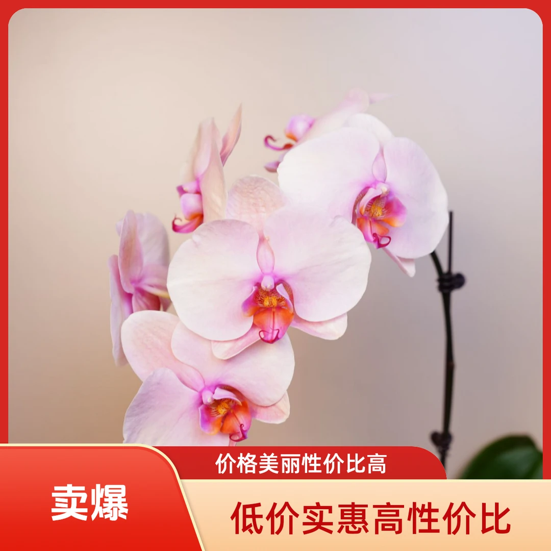 悠花里蝴蝶兰（七十七度糖）3.5寸全花开花株发货