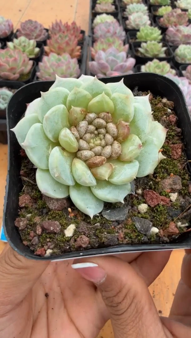 东云多肉园二店-122