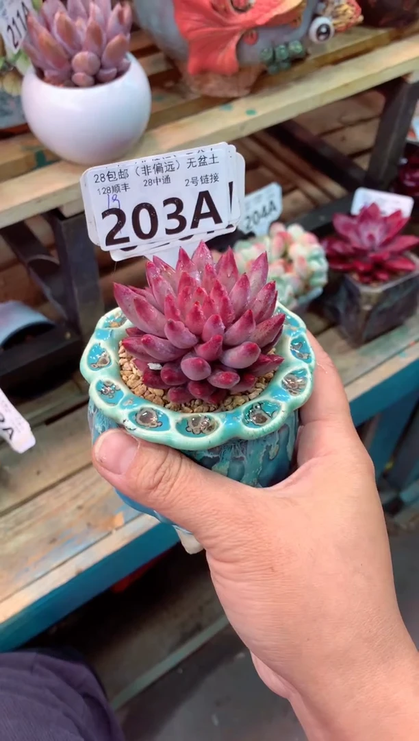 203A（一物一拍，精品多肉，w所见即所得 ）1