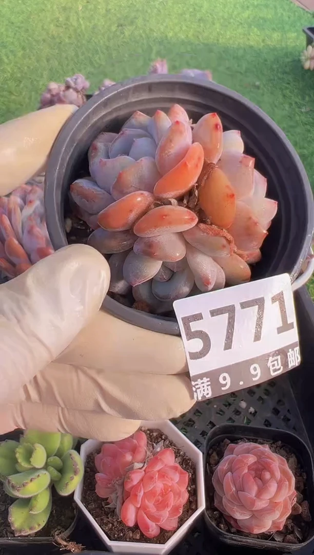 【闪购商品】信福多肉一物一拍