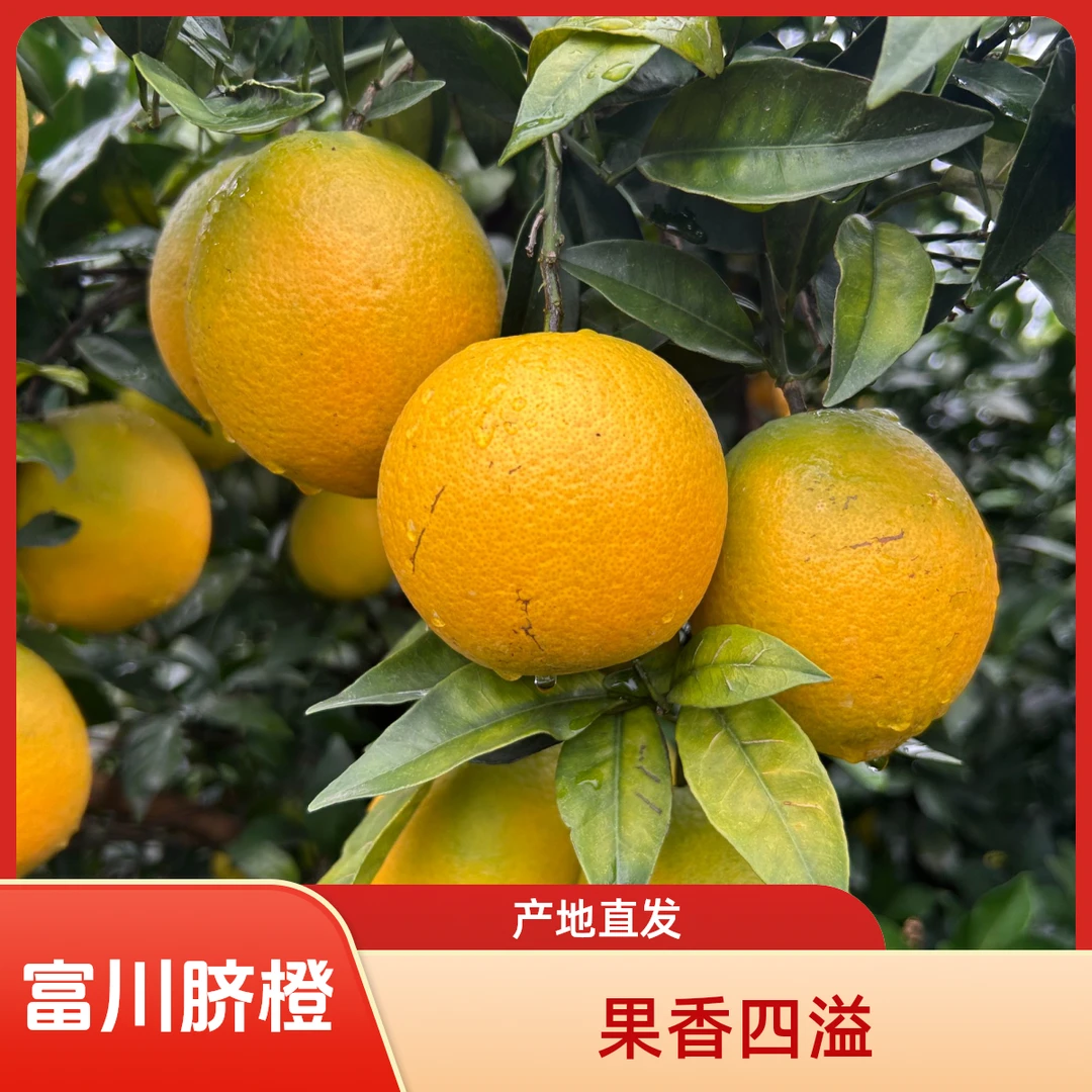 正宗【富川脐橙】新鲜采摘细嫩汁香甜当季水果产地直发3/5/9斤