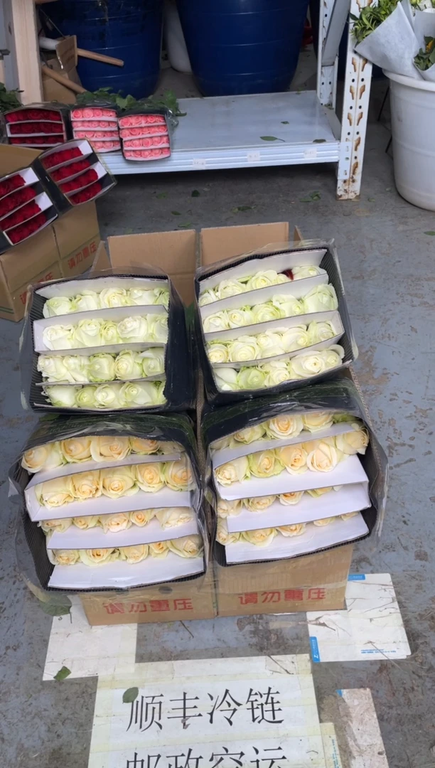 香槟20枝+白雪山20枝