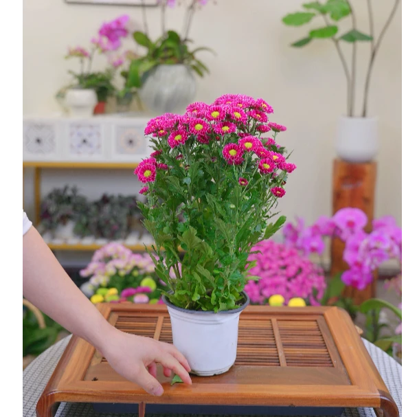 音调小菊花盆栽昆明基地直发
