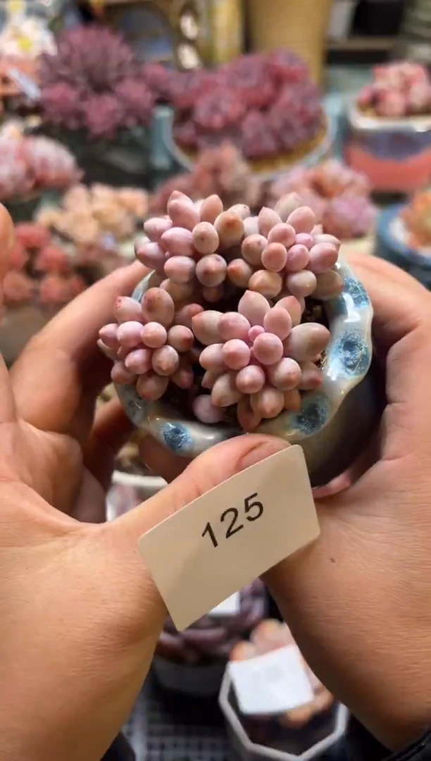 125群生婴儿手指多肉