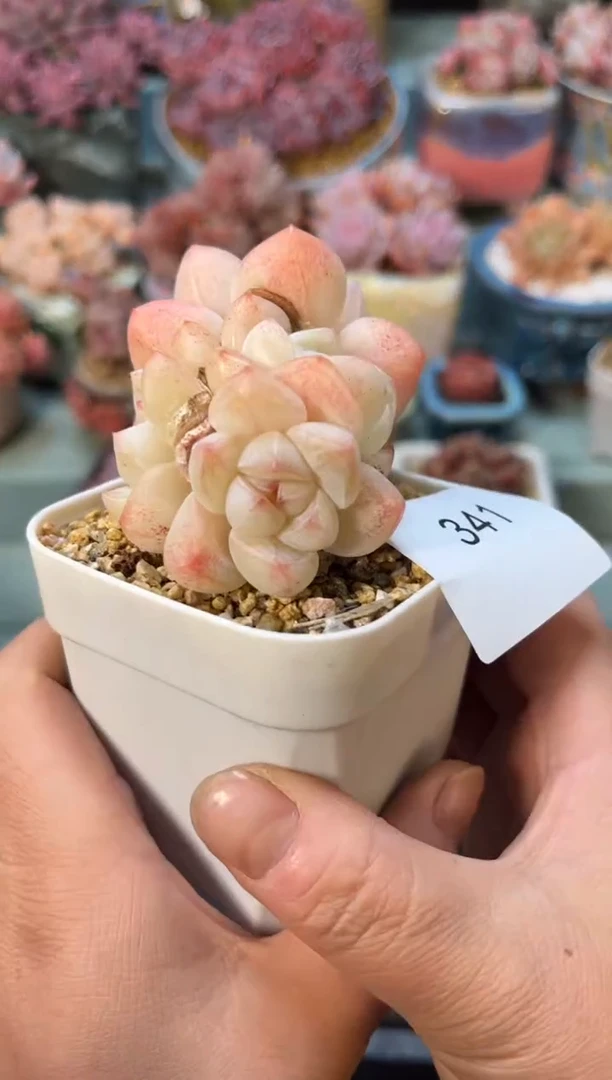 341群生冰玉多肉