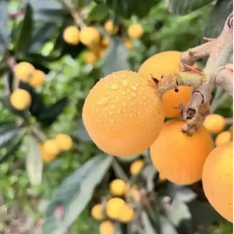 时令当季现摘现发杭州塘栖白沙枇杷白玉枇杷新鲜水果4斤装