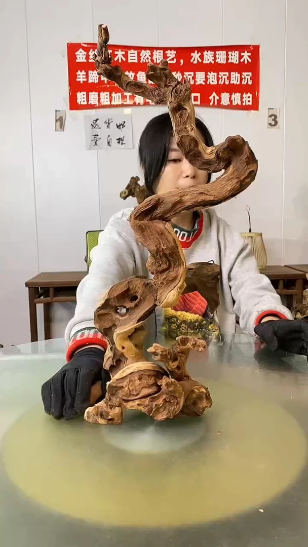 木途*金丝红木 羊蹄甲