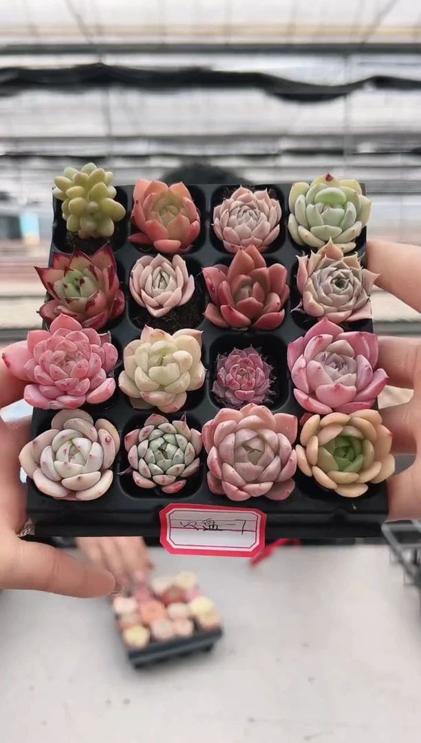 【闪购商品】穴盘-7