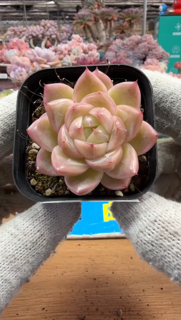 东云多肉园三店-194