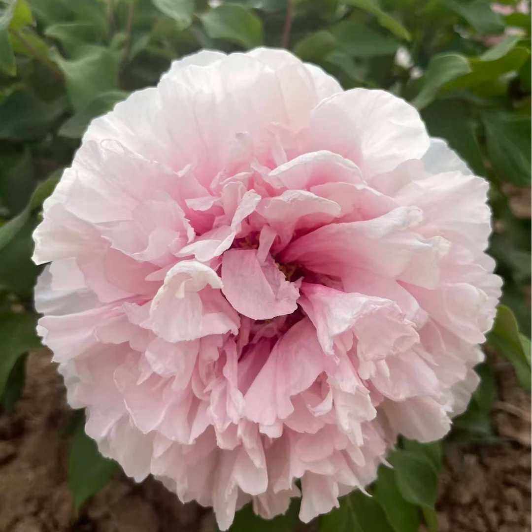 雪映桃花重瓣大花观赏牡丹好养易成活