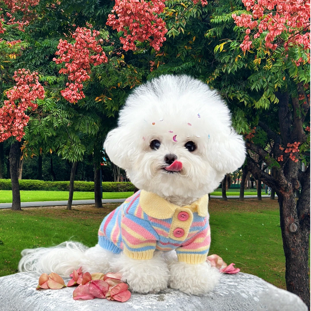 【灰灰宠物】栗子家韩版比熊 活体狗狗