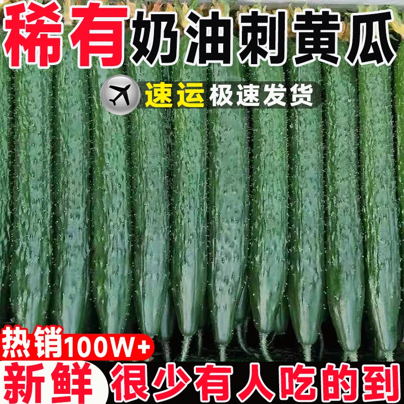 【现摘密刺】现摘东北刺黄瓜新鲜脆嫩奶油黄瓜蘸酱腌菜黄瓜当季蔬菜