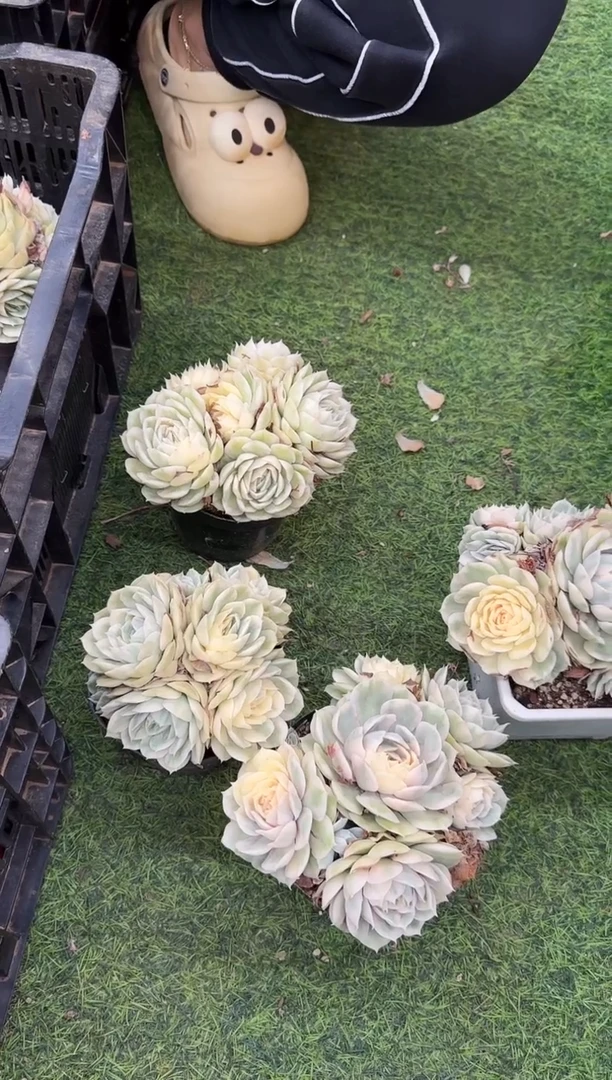 昂斯诺锦群（10cm）脱土