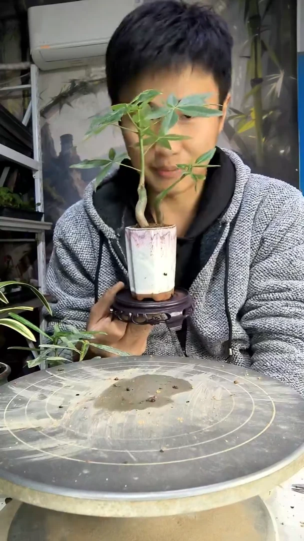 玲中青园艺一物一拍122