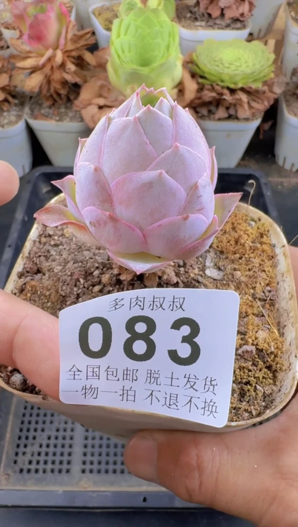 山地玫瑰  黄金--083