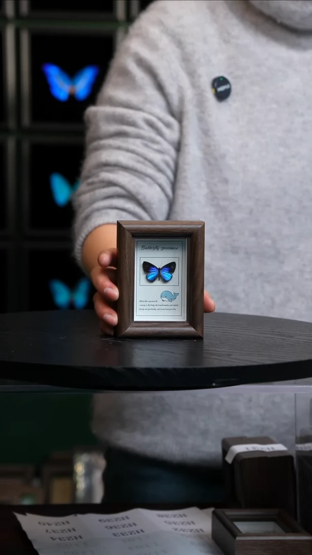 微瑕蝴蝶标本摆件一口价H232