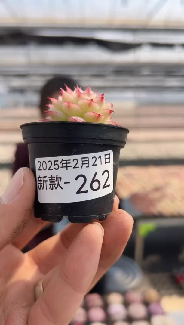 【闪购商品】新款多肉-262