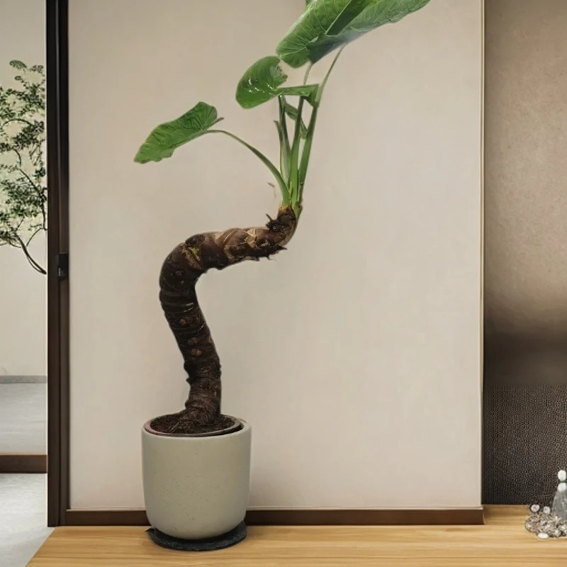 滴水观音盆栽室内客厅大型绿植吸醛净化空气野生霸王芋懒人办公室