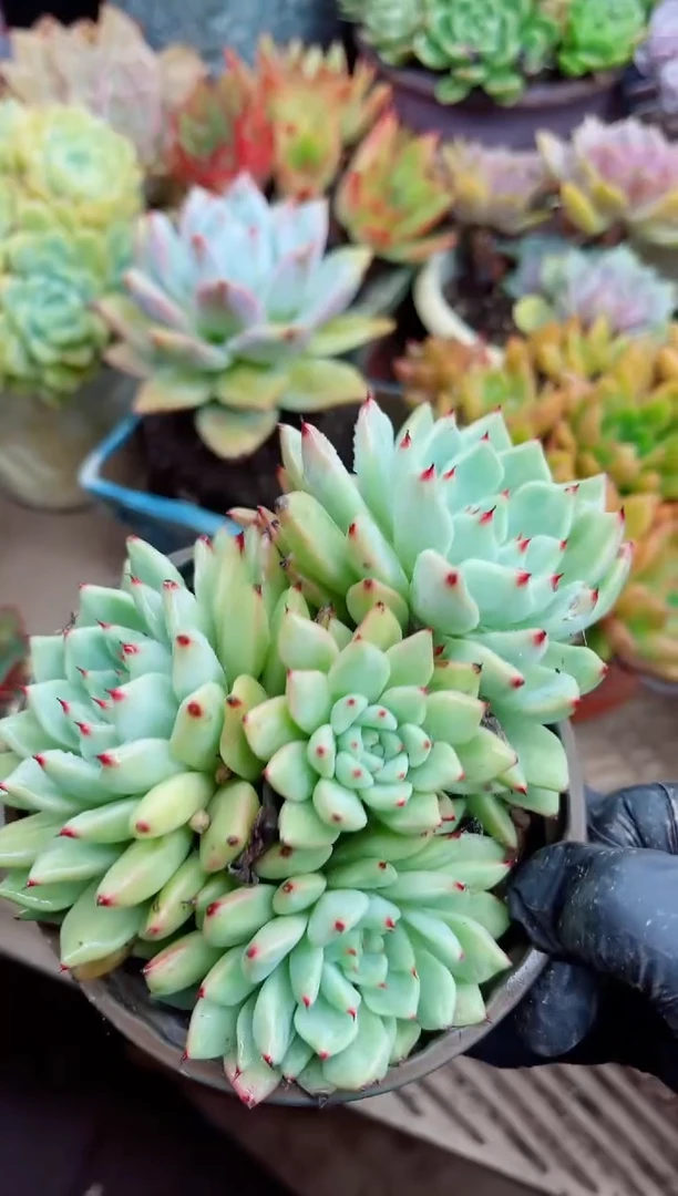 宸*27013多肉植物一物一拍