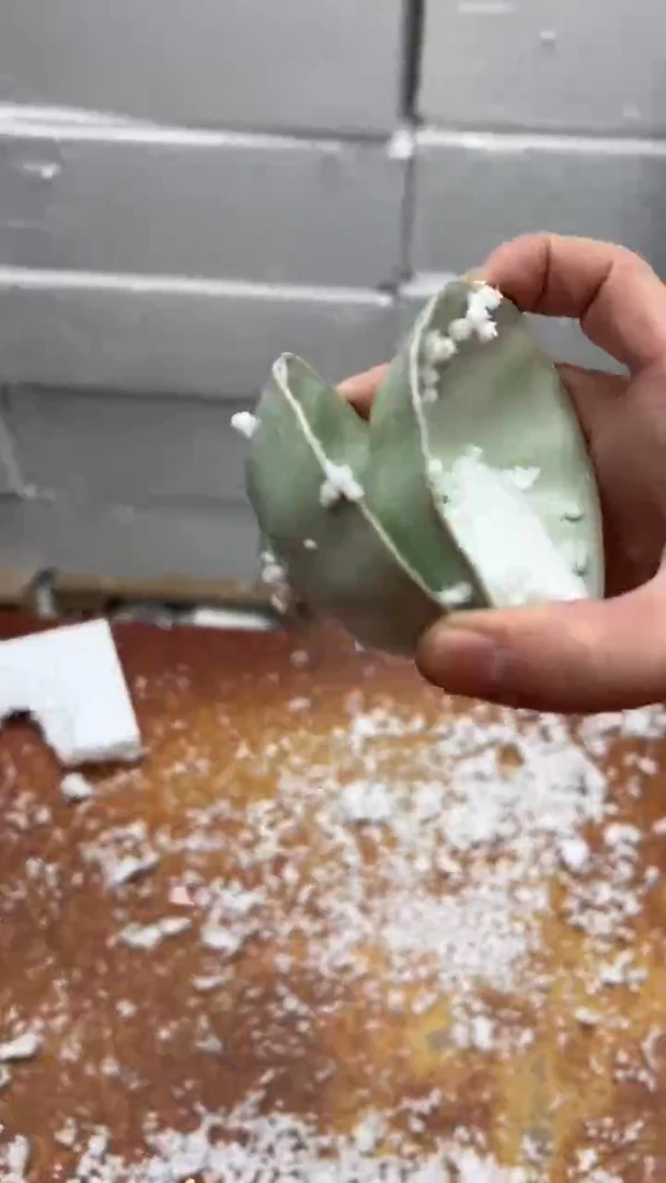 瓷片其他其他其他其他