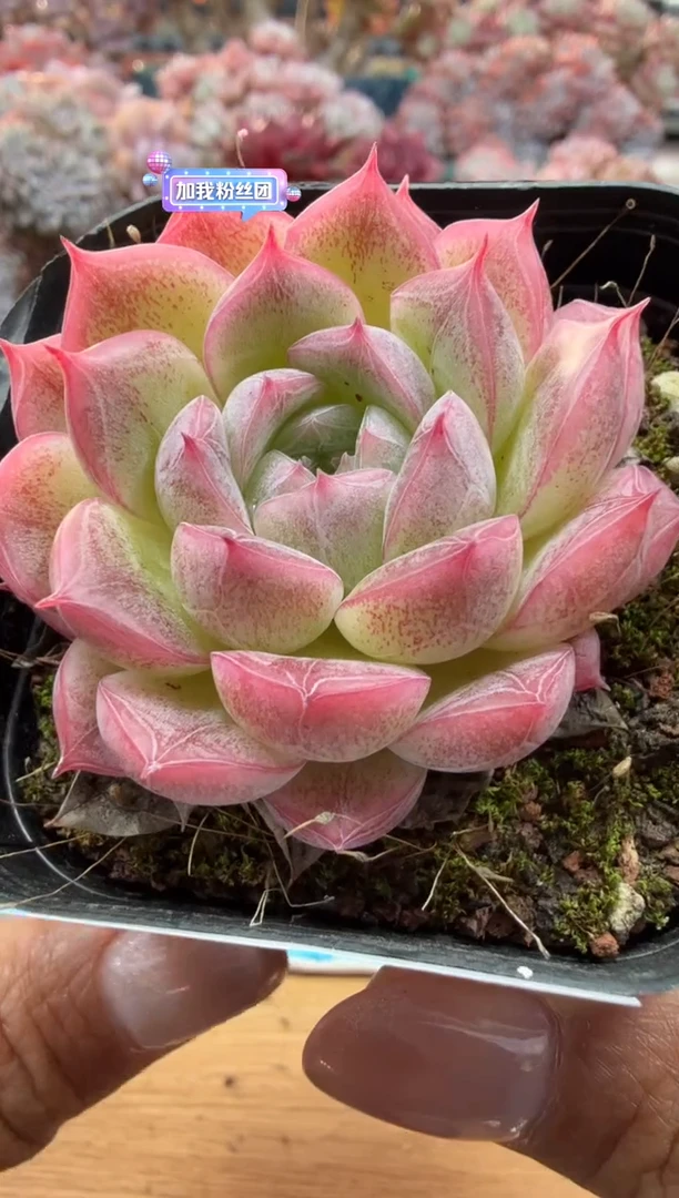 东云多肉园二店-38