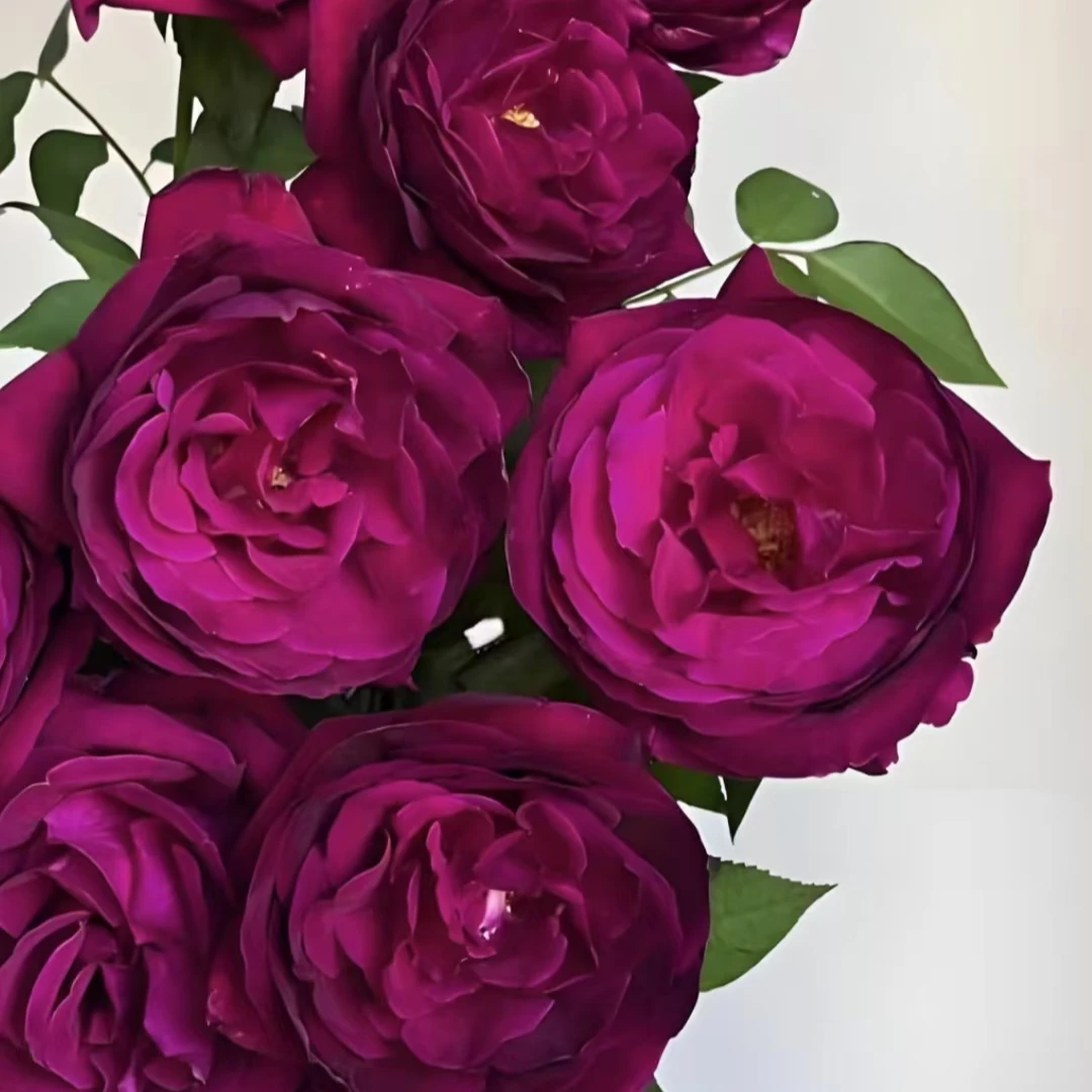 皇宫成都露天月季洋桔梗独杆独颗扦插游戏视频原盆原土盆发货